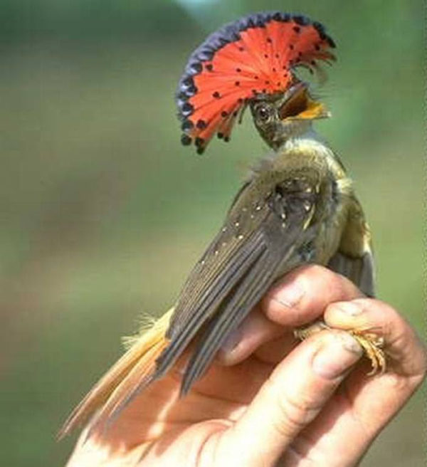 The Amazonian Royal Flycatcher 