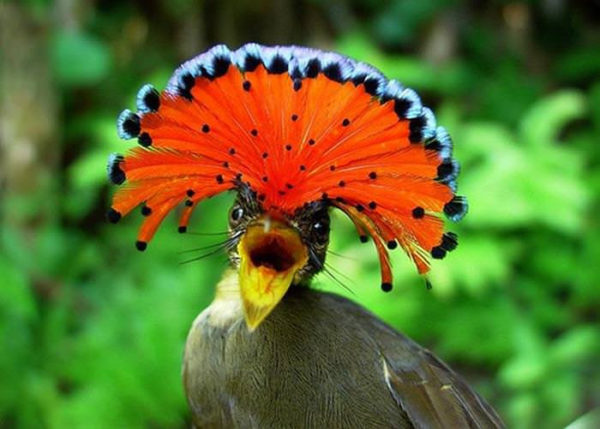The Amazonian Royal Flycatcher