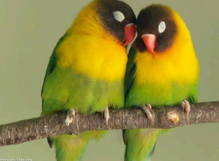 “BEAUTIFUL BIRDS”