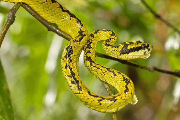animals in sinharaja rainforest - elanka