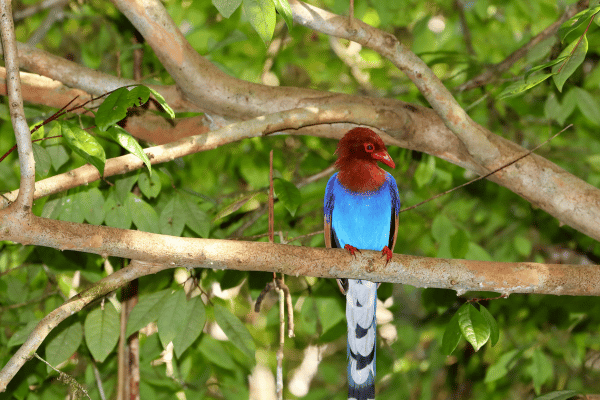 birds in sinharaja rainforest - elanka