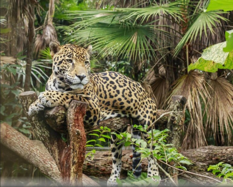 Leopards in Sri Lanka: Good Prospects-by Michael Roberts