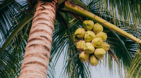 God’s Creation of the Marvellous Palm/Coconut Tree. – By Noor Rahim