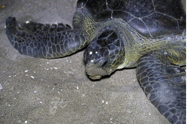 Kosgoda Sea Turtle Conservation Project: A Haven for Endangered Species – By Bhanuka – eLanka