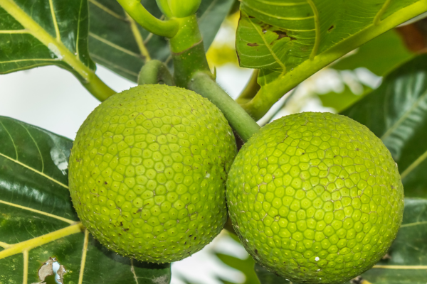 Ceylon breadfruit tree