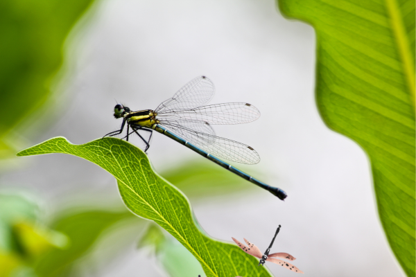 Dragonfly – By Charmaine Candappa