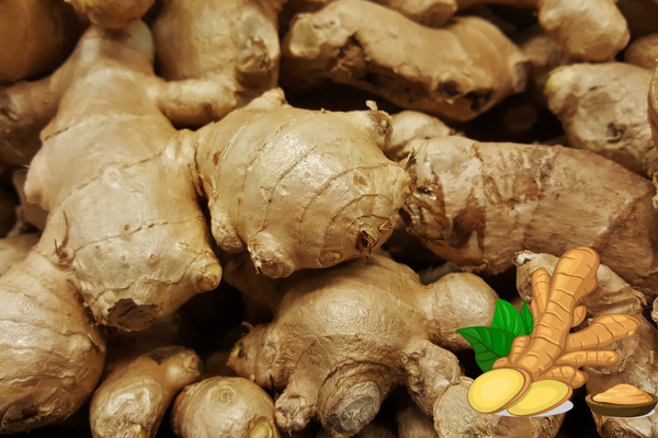Ginger: A Spicy Root with Numerous Health Benefits – By Nadeeka – eLanka