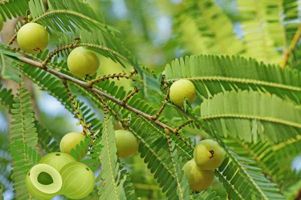 The Wonders of Indian Gooseberry (Amla): A Comprehensive Exploration – By Nadeeka – eLanka