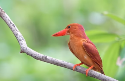 Kingfishers of Sri Lanka