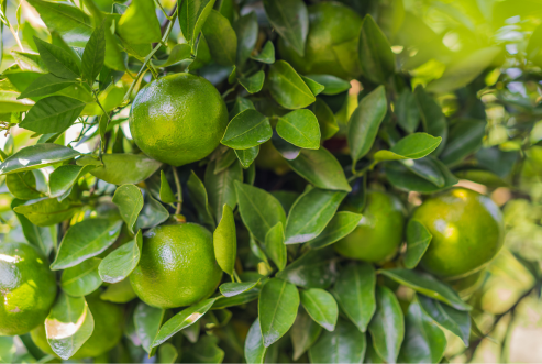 The Mandarin Tree: History, Uses, Health Benefits, and Cultivation – By Nadeeka – eLanka