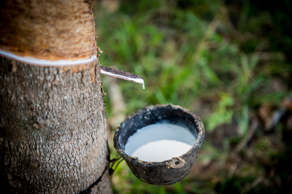 The Growth and Challenges of the Sri Lankan Rubber Industry - By Malsha - eLanka