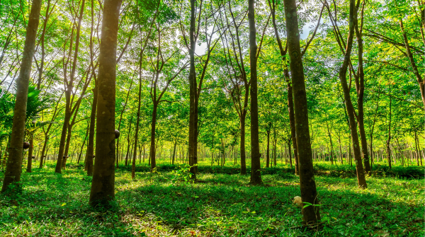 The Growth and Challenges of the Sri Lankan Rubber Industry – By Malsha – eLanka