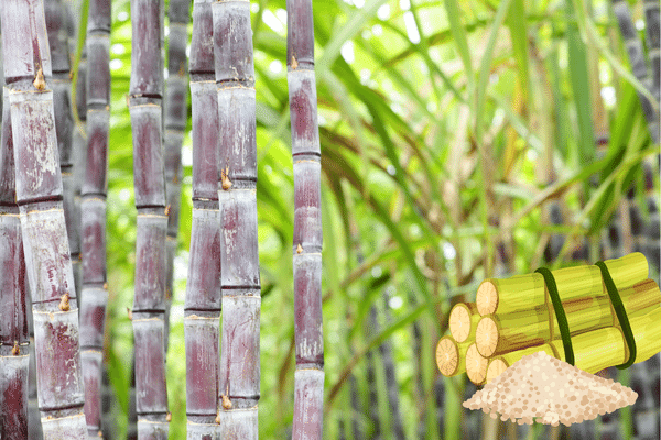 All About Sugarcane: Cultivation, Processing, and Benefits – By Nadeeka – eLanka