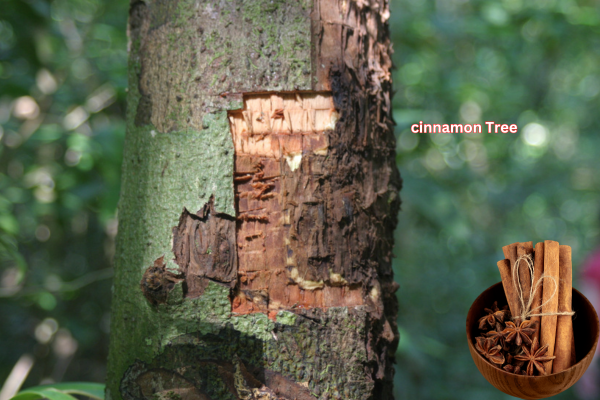 cinnamon Tree 