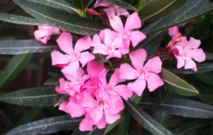 Six Plants in Sri Lanka That Could Kill You – By Nadeeka – eLanka
