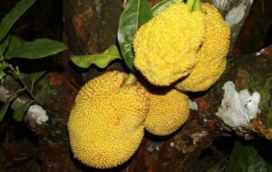 Ripe Jackfruit (Waraka) in Sri Lanka: A Culinary and Cultural Delight-by Kalani-eLanka